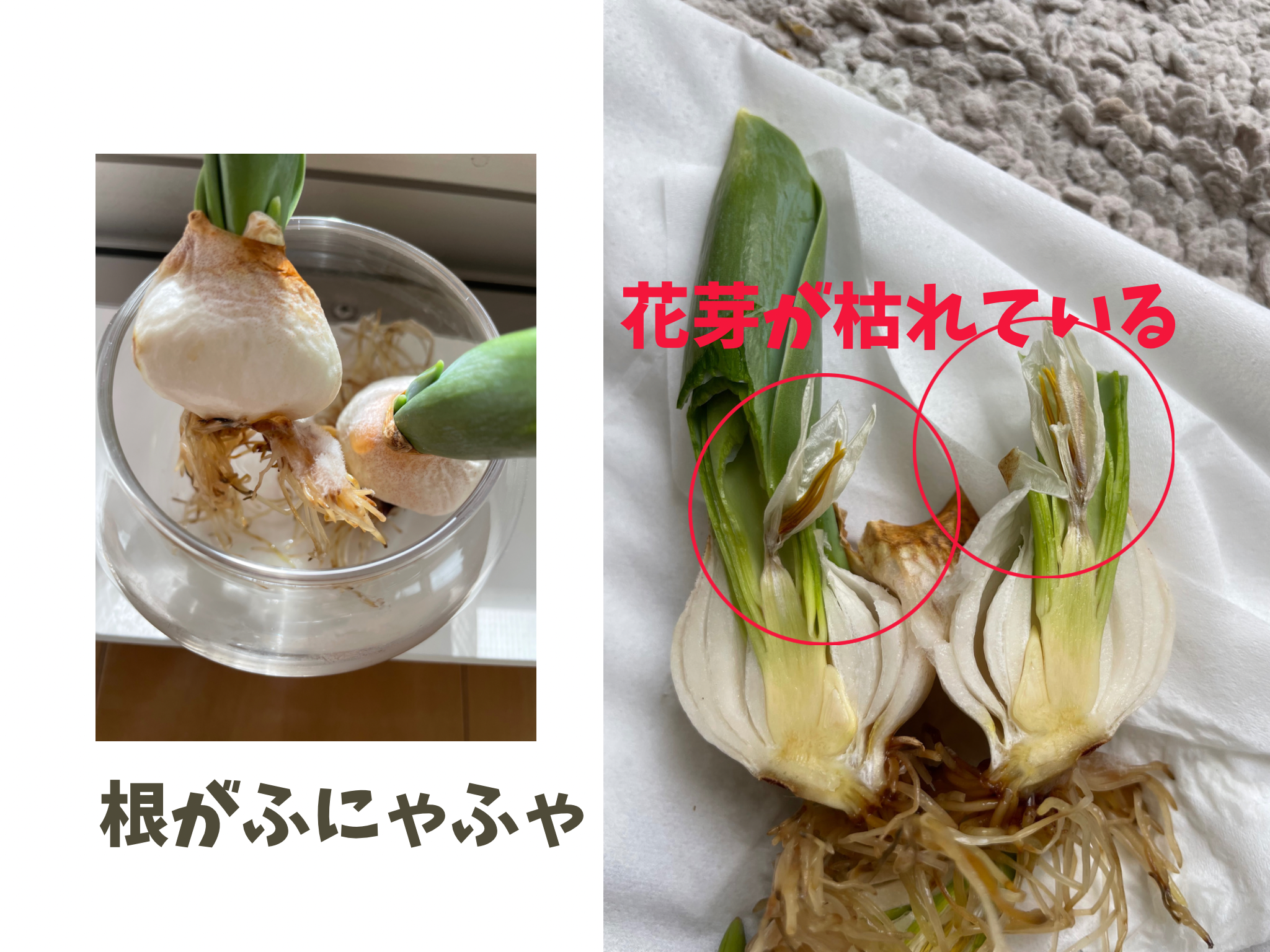 チューリップの球根にカビが発生!このまま育てても花は咲く? | まりもの暮らし